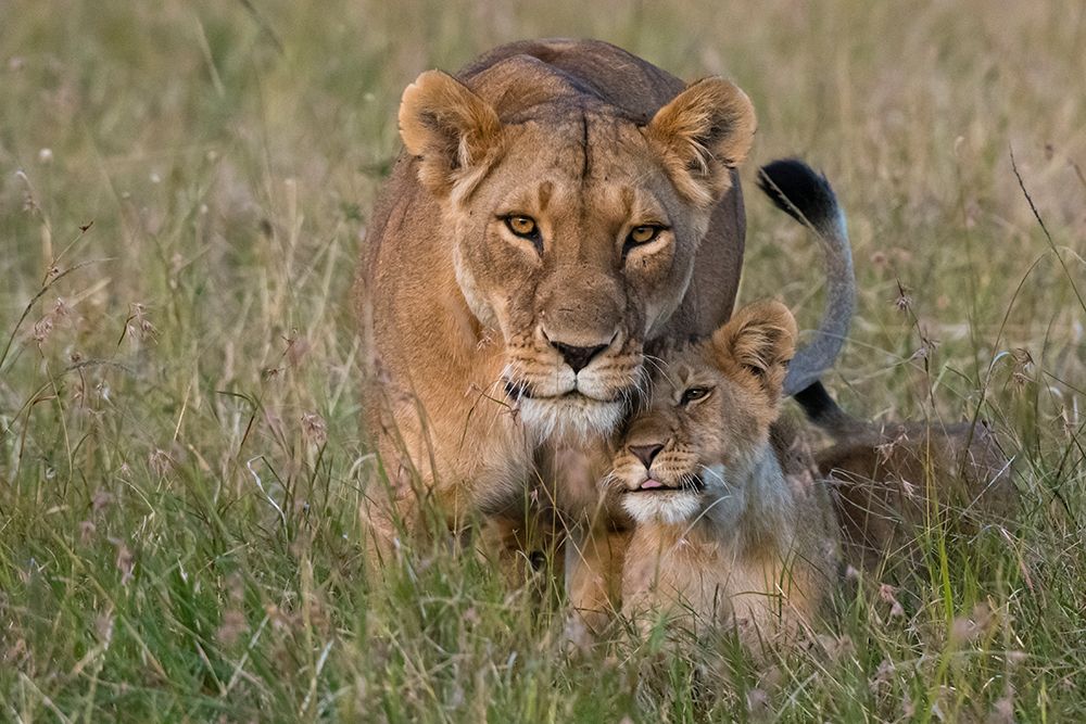 A lioness greeted by the her cubs upon her return-Masai Mara-Kenya Kenya art print by Sergio Pitamitz for $57.95 CAD