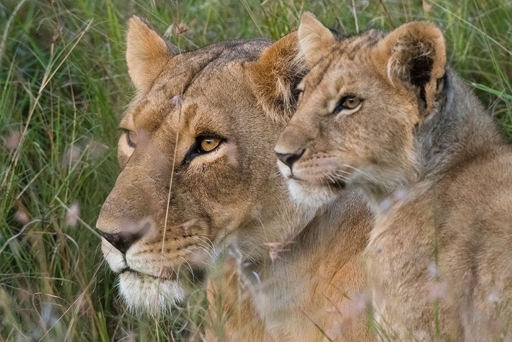 Portrait of a lioness and her cub-Masai Mara-Kenya Kenya art print by Sergio Pitamitz for $57.95 CAD