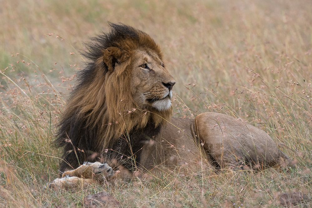 Portrait of a male lion Masai Mara-Kenya Kenya art print by Sergio Pitamitz for $57.95 CAD