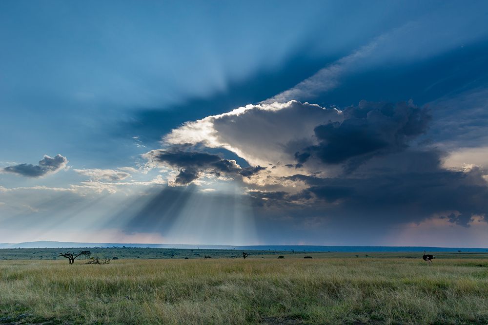 Masai Mara National Reserve in Kenya Masai Mara National Reserve-Kenya art print by Sergio Pitamitz for $57.95 CAD