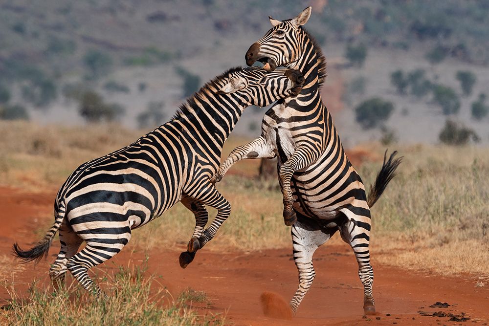 Two common zebras fighting Voi-Tsavo Conservation Area-Kenya art print by Sergio Pitamitz for $57.95 CAD