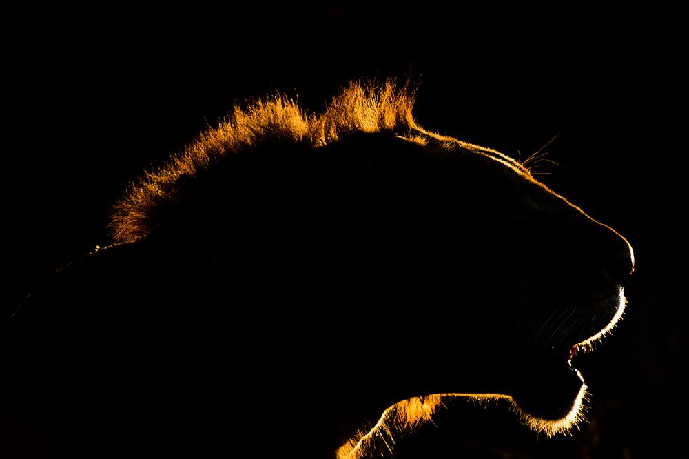 A backlit portrait of a lion at sunset Voi-Tsavo Conservation Area-Kenya art print by Sergio Pitamitz for $57.95 CAD