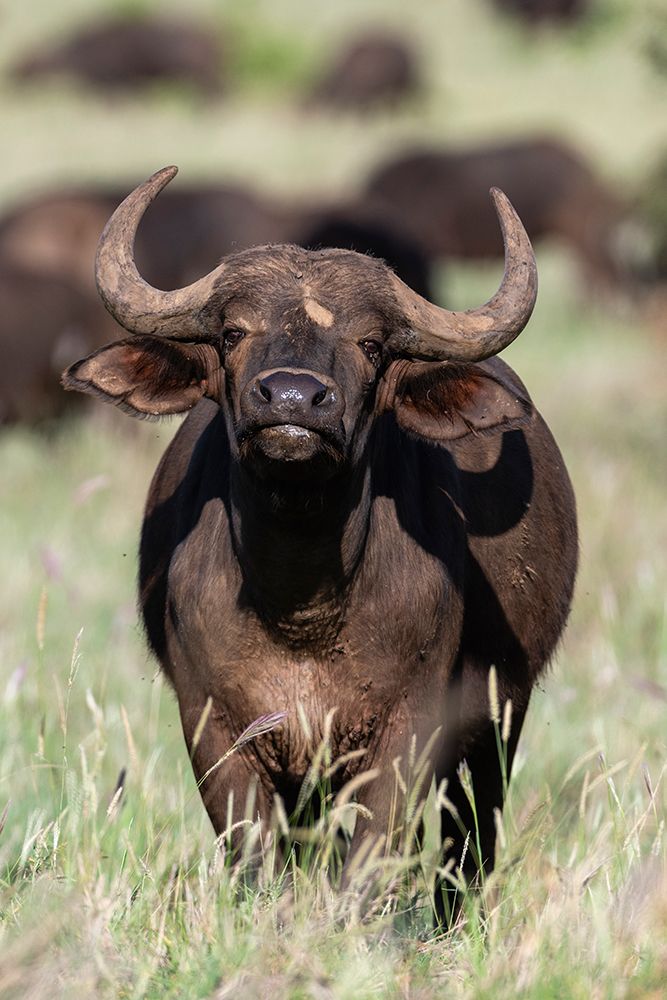 An African buffalo-Syncerus caffer-looking at the camera Voi-Tsavo National Park-Kenya art print by Sergio Pitamitz for $57.95 CAD
