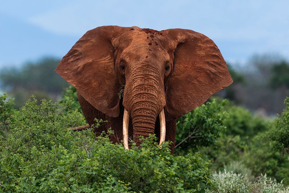 Portrait of an African elephant looking at the camera Voi-Tsavo National Park-Kenya art print by Sergio Pitamitz for $57.95 CAD