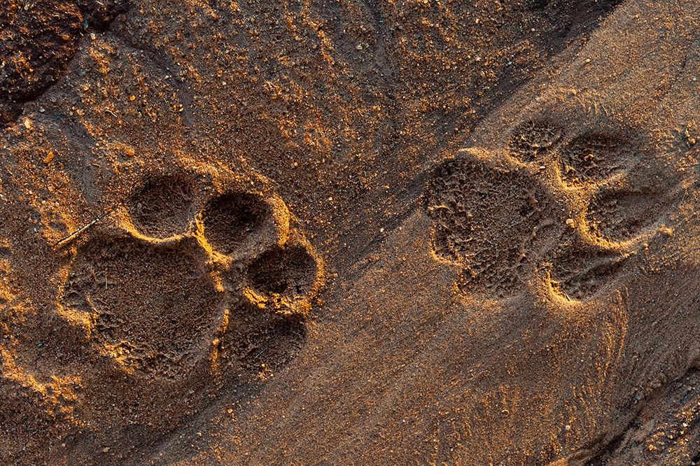 Lion tracks in the sand Voi-Tsavo National Park-Kenya art print by Sergio Pitamitz for $57.95 CAD