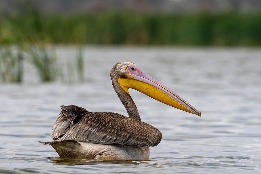 A great white pelican-Pelecanus onocrotalus-on Lake Gipe Voi-Lake Gipe-Tsavo-Kenya art print by Sergio Pitamitz for $57.95 CAD