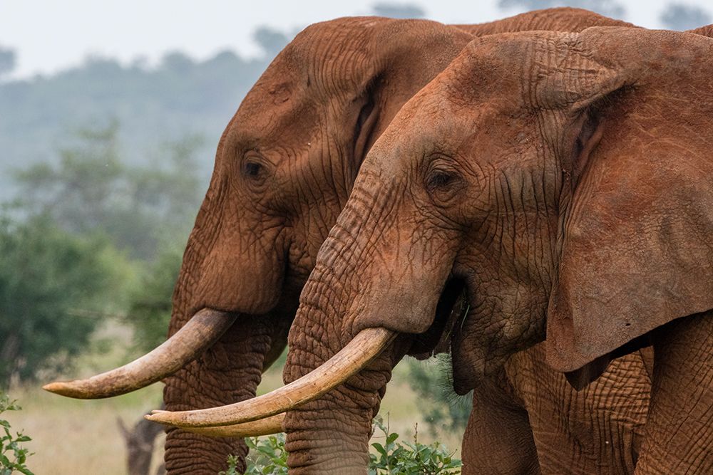 A side view of two African elephants-Loxodonta Africana Voi-Tsavo-Kenya art print by Sergio Pitamitz for $57.95 CAD