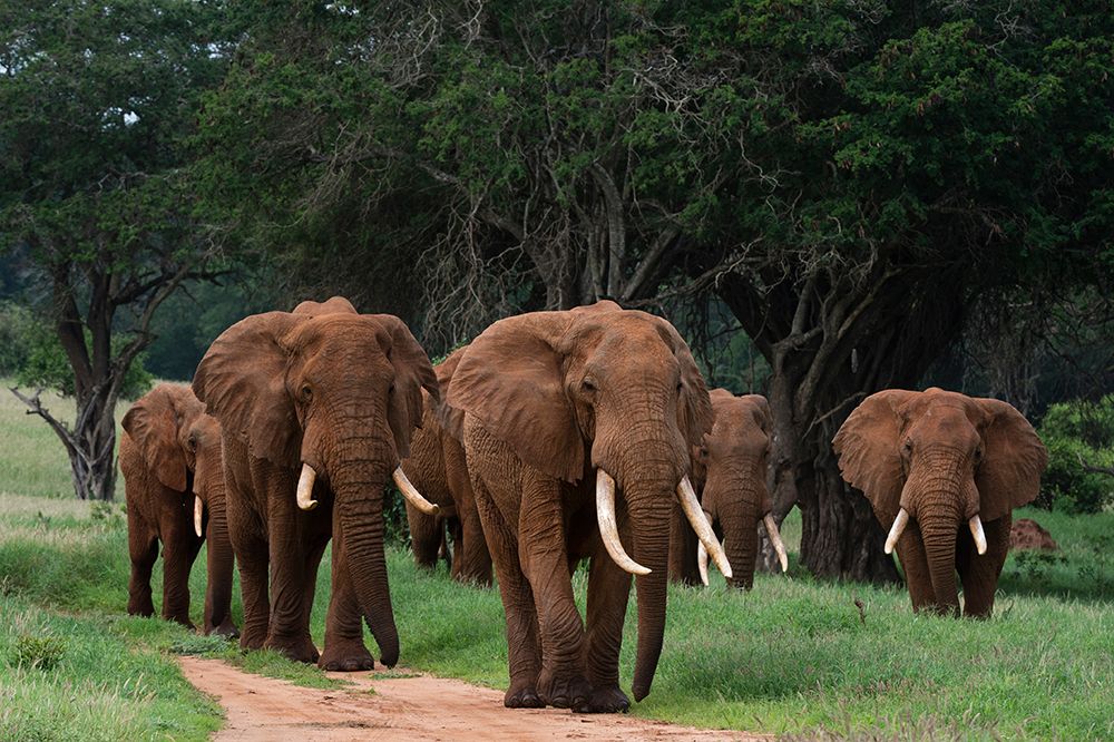 An African elephant parade walking Voi-Tsavo-Kenya art print by Sergio Pitamitz for $57.95 CAD