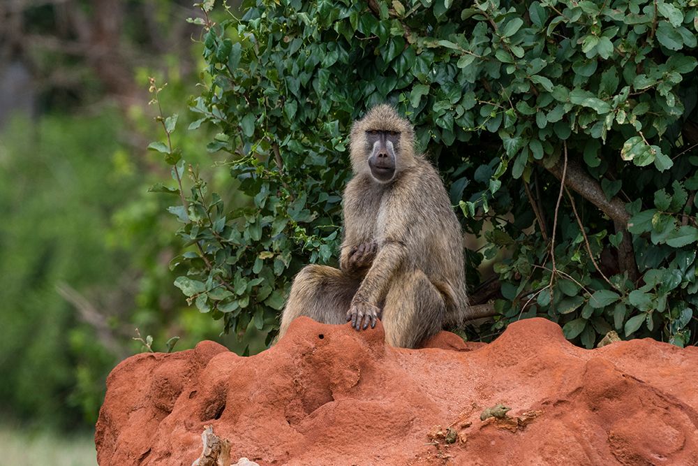A yellow baboon-Papio hamadryas cynocephalus-on a termite mound Voi-Tsavo-Kenya art print by Sergio Pitamitz for $57.95 CAD