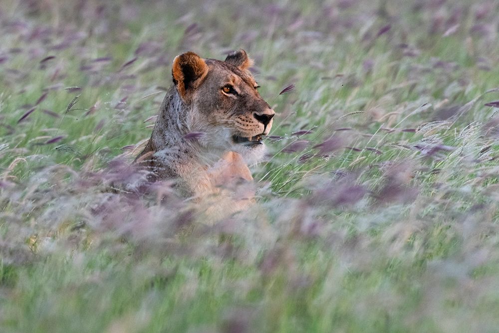 Portrait of a lioness in a field of purple grass Voi-Tsavo-Kenya art print by Sergio Pitamitz for $57.95 CAD