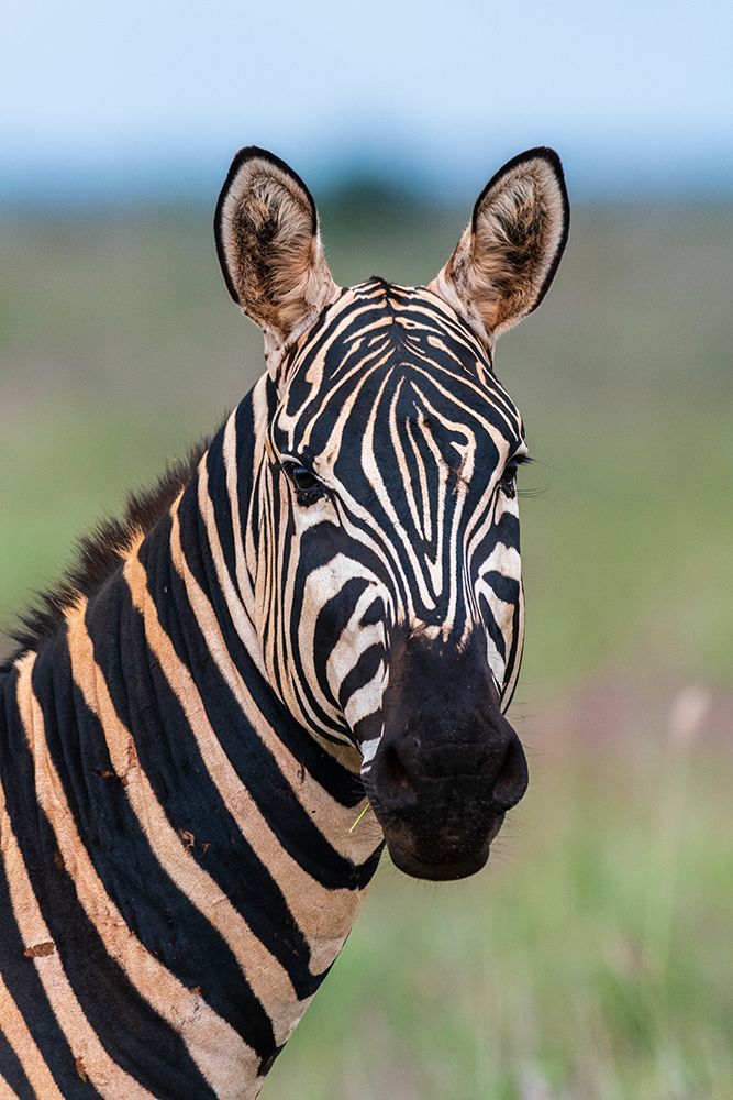 Portrait of a plains zebra looking at the camera Voi-Tsavo-Kenya art print by Sergio Pitamitz for $57.95 CAD