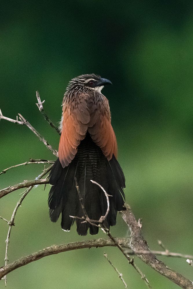 A white browed coucal-Centropus Superciliosus Voi-Tsavo-Kenya art print by Sergio Pitamitz for $57.95 CAD