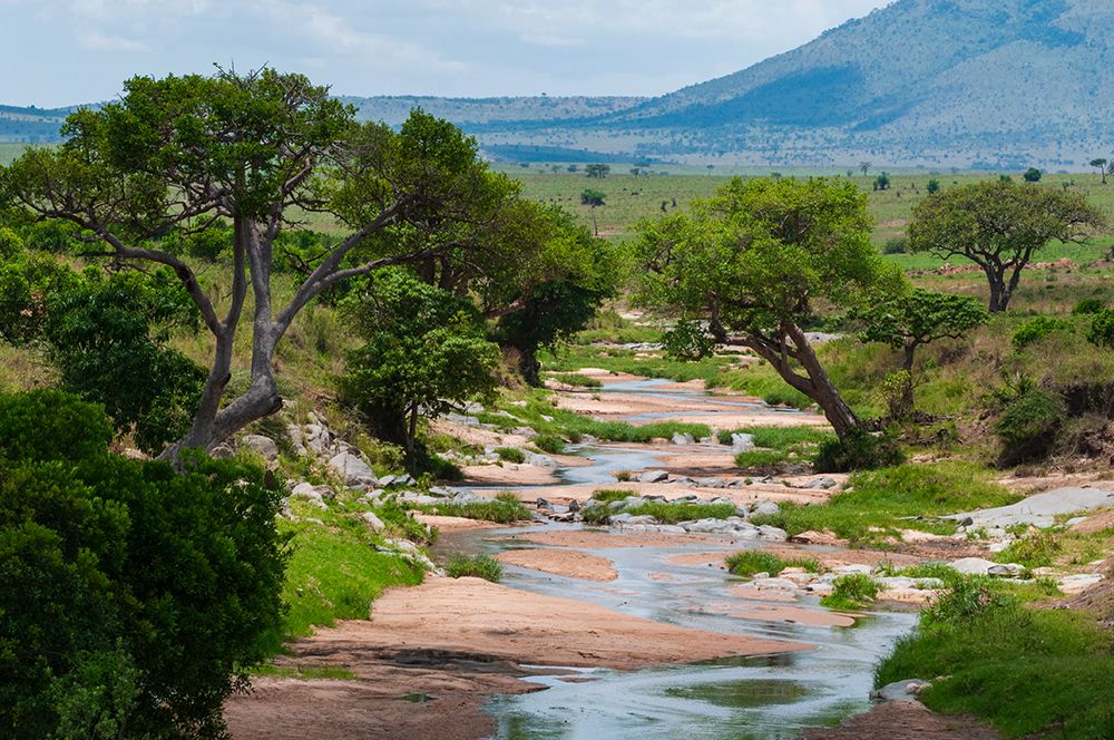 Trees growing along the banks of the Talek River Masai Mara National Reserve-Kenya art print by Sergio Pitamitz for $57.95 CAD