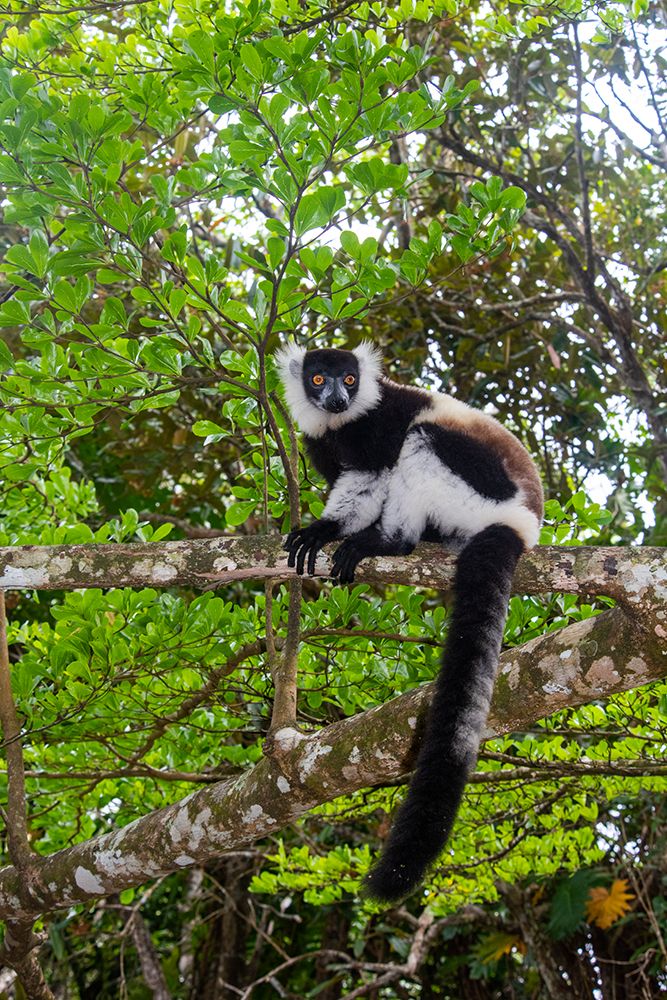 Africa, Madagascar, Akaninny Nofy, Palmarium Reserve. Black and white ruffed Lemur. art print by Alison Wright for $57.95 CAD