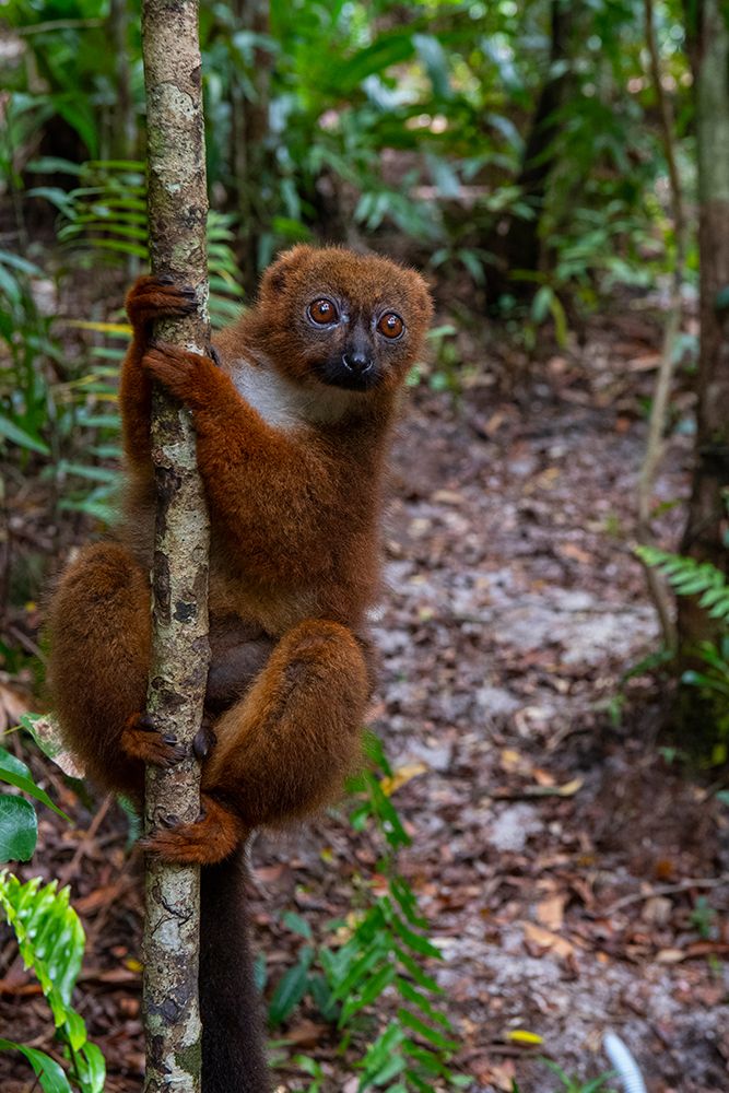 Africa, Madagascar, Akaninny Nofy, Palmarium Reserve. Red-bellied lemur clings to a tree. art print by Alison Wright for $57.95 CAD