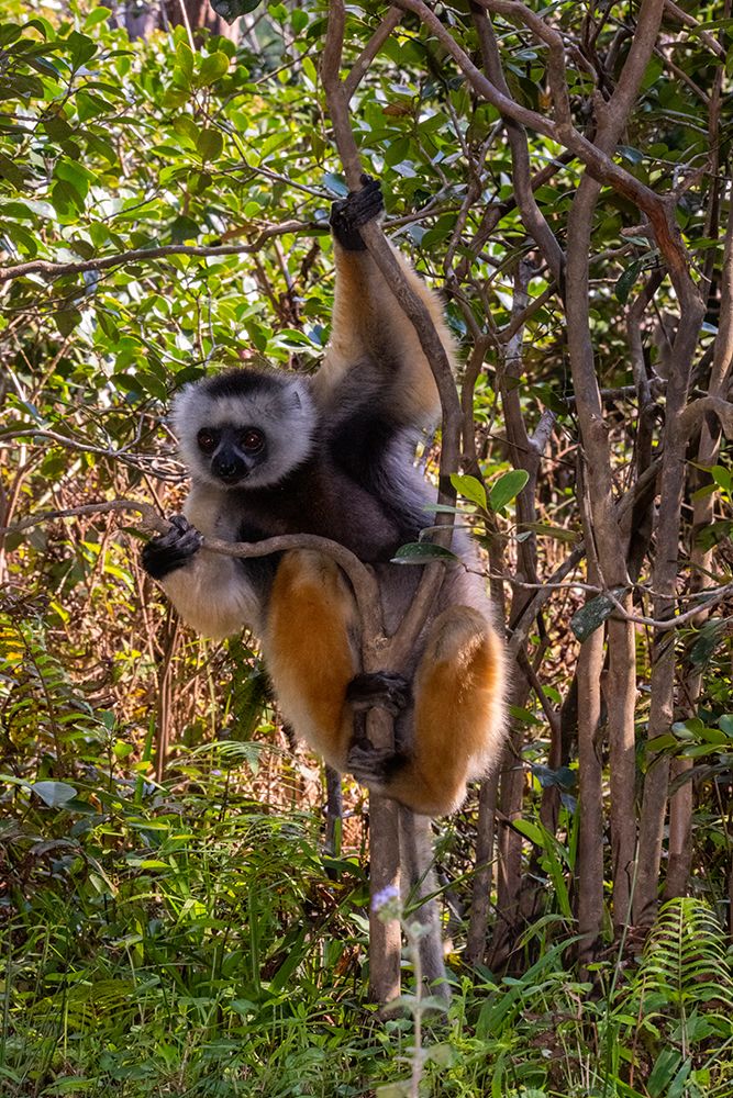 Africa, Madagascar, Andasibe.akona Reserve. Diademed Sifaka Lemur clings to a tree. art print by Alison Wright for $57.95 CAD