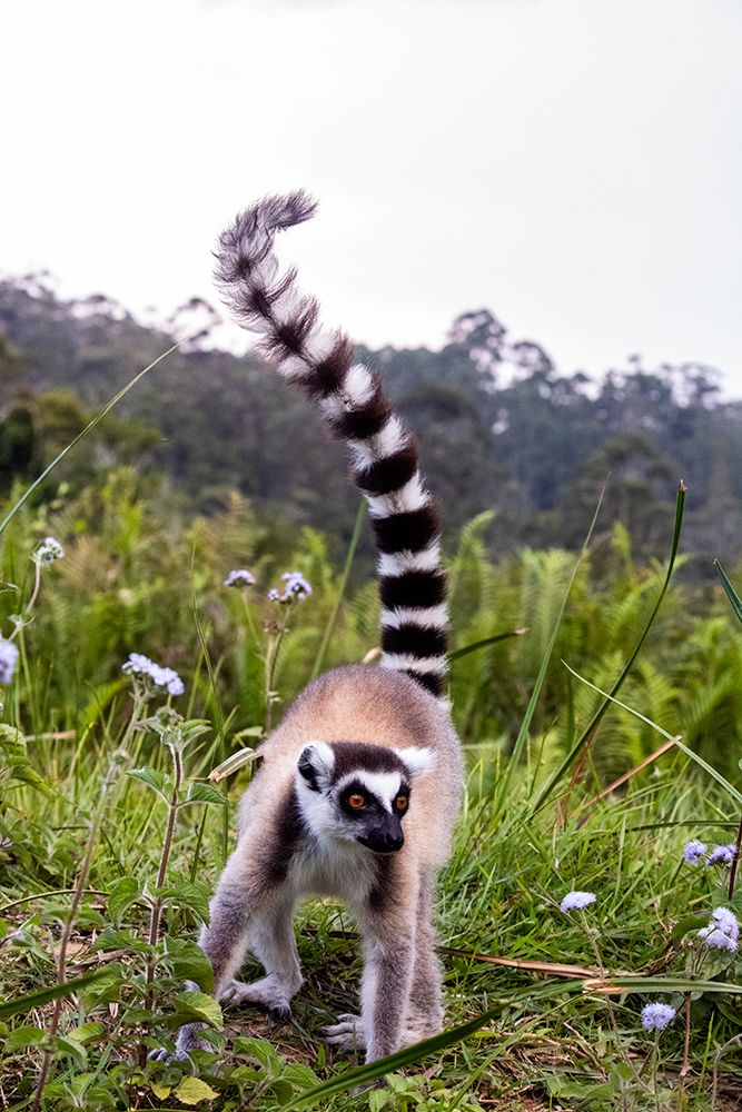 Africa, Madagascar, Vakona Forest reserve, Lemur Island. Ring-tailed lemur forages in a field. art print by Alison Wright for $57.95 CAD
