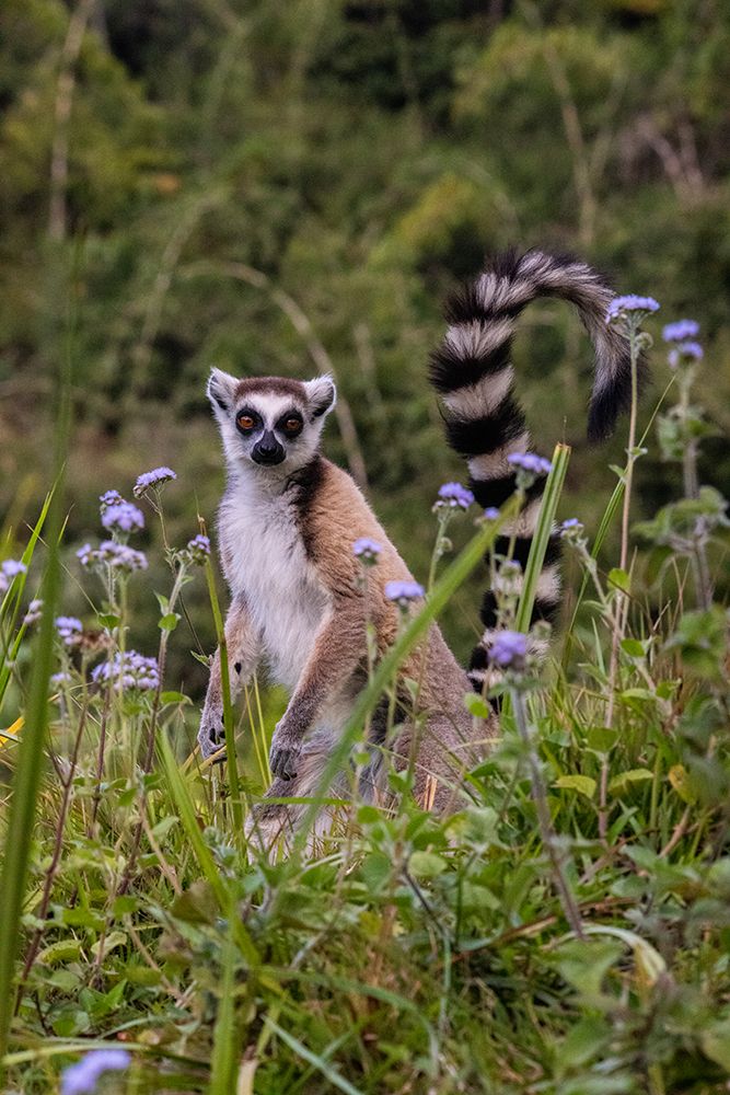 Africa, Madagascar, Vakona Forest reserve, Lemur Island. Ring-tailed lemur in field of wildflowers. art print by Alison Wright for $57.95 CAD