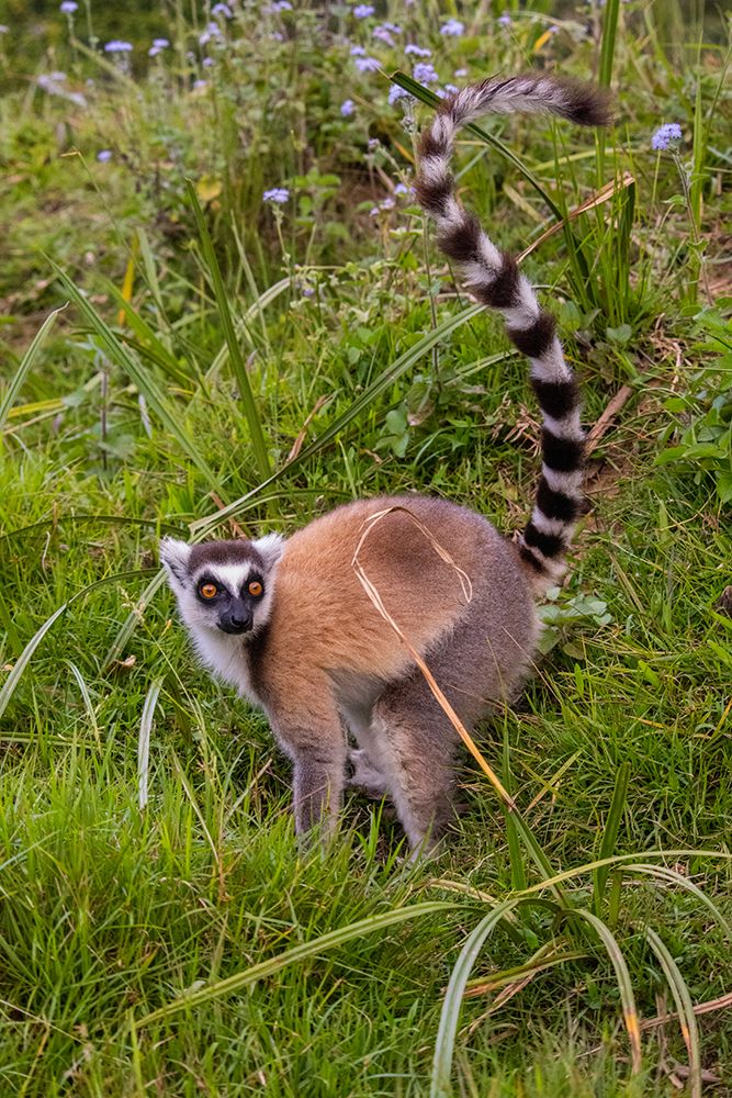 Africa, Madagascar, Vakona Forest reserve, Lemur Island. Ring-tailed lemur in a grassy field. art print by Alison Wright for $57.95 CAD