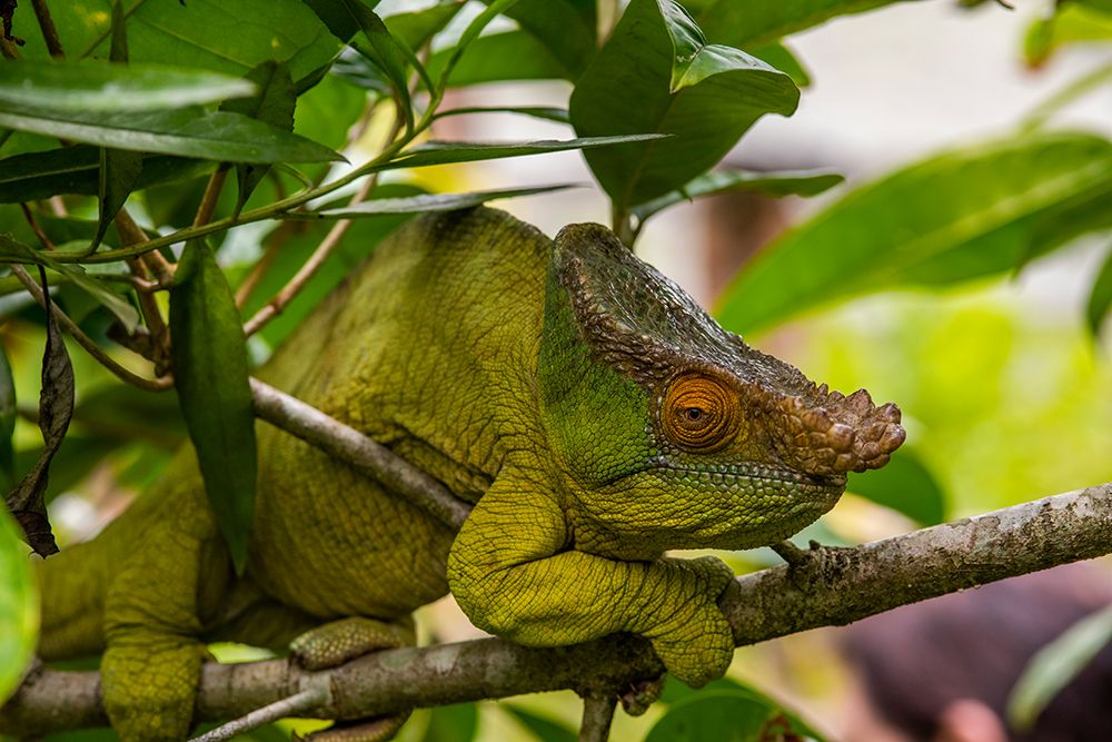 Africa, Madagascar, Andasibe-Mantadia National Park. Male Parsons chameleon on a branch in forest. art print by Alison Wright for $57.95 CAD