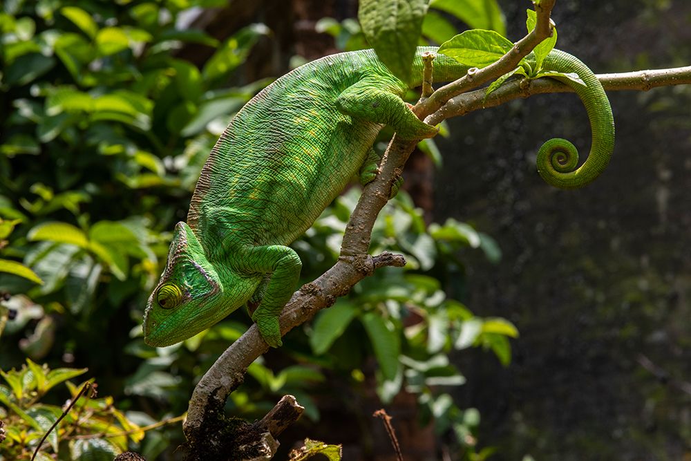 Africa, Madagascar, Andasibe-Mantadia National Park. Female Parsons chameleon on branchthe forest. art print by Alison Wright for $57.95 CAD