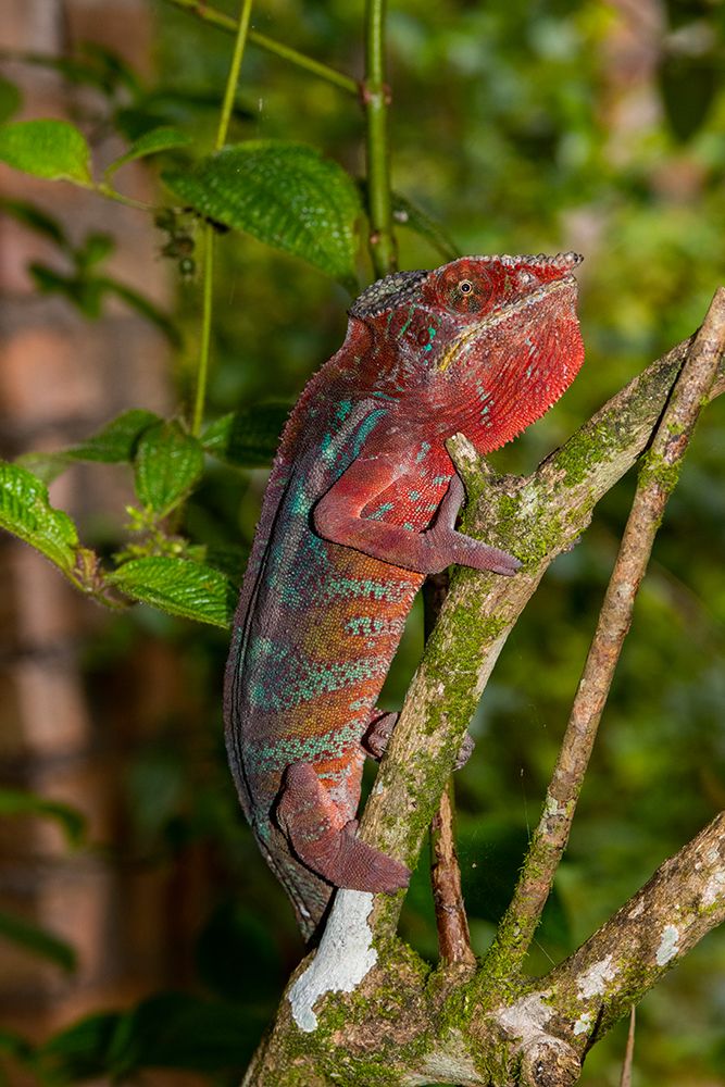 Africa, Madagascar, Andasibe-Mantadia National Park. Panther chameleon on a branch in the forest. art print by Alison Wright for $57.95 CAD