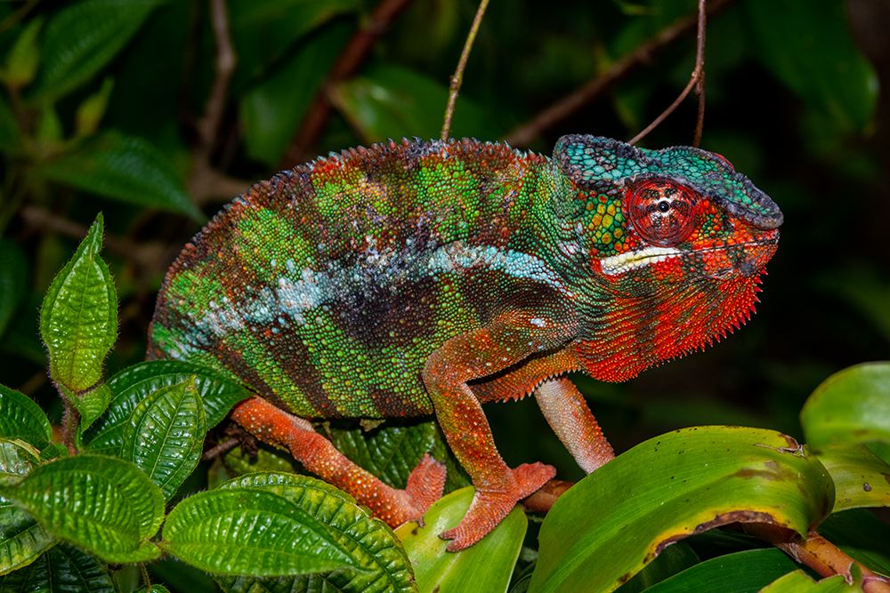 Africa, Madagascar, Andasibe-Mantadia National Park. Panther chameleon on a branch in the forest. art print by Alison Wright for $57.95 CAD