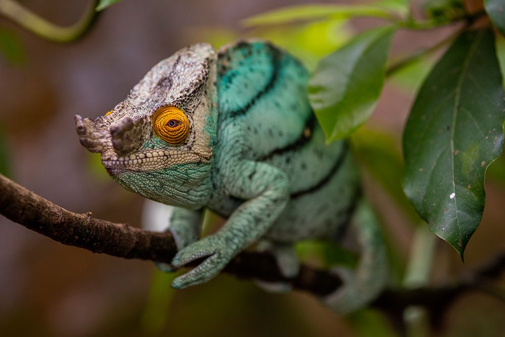 Africa, Madagascar, Andasibe-Mantadia National Park. Male Parsons chameleon on a branch. art print by Alison Wright for $57.95 CAD