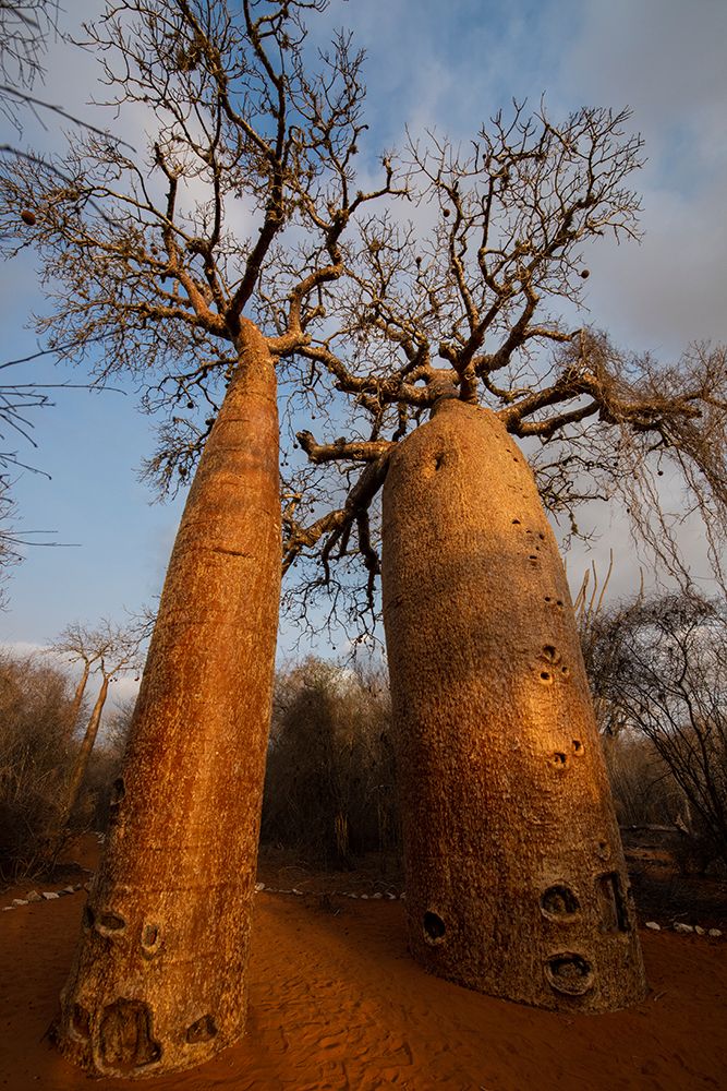 Africa, Madagascar, Toliara. Close view looking up a Baobab tree trunk. art print by Alison Wright for $57.95 CAD