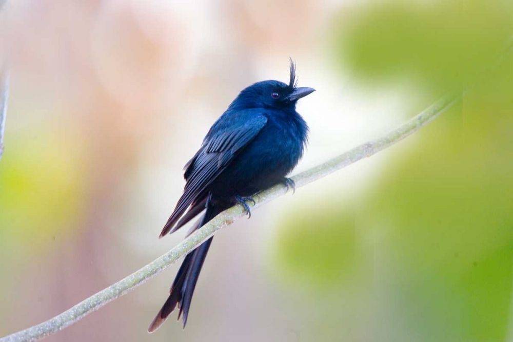 Madagascar Crested drongo perched on limb art print by Joanne Williams for $57.95 CAD