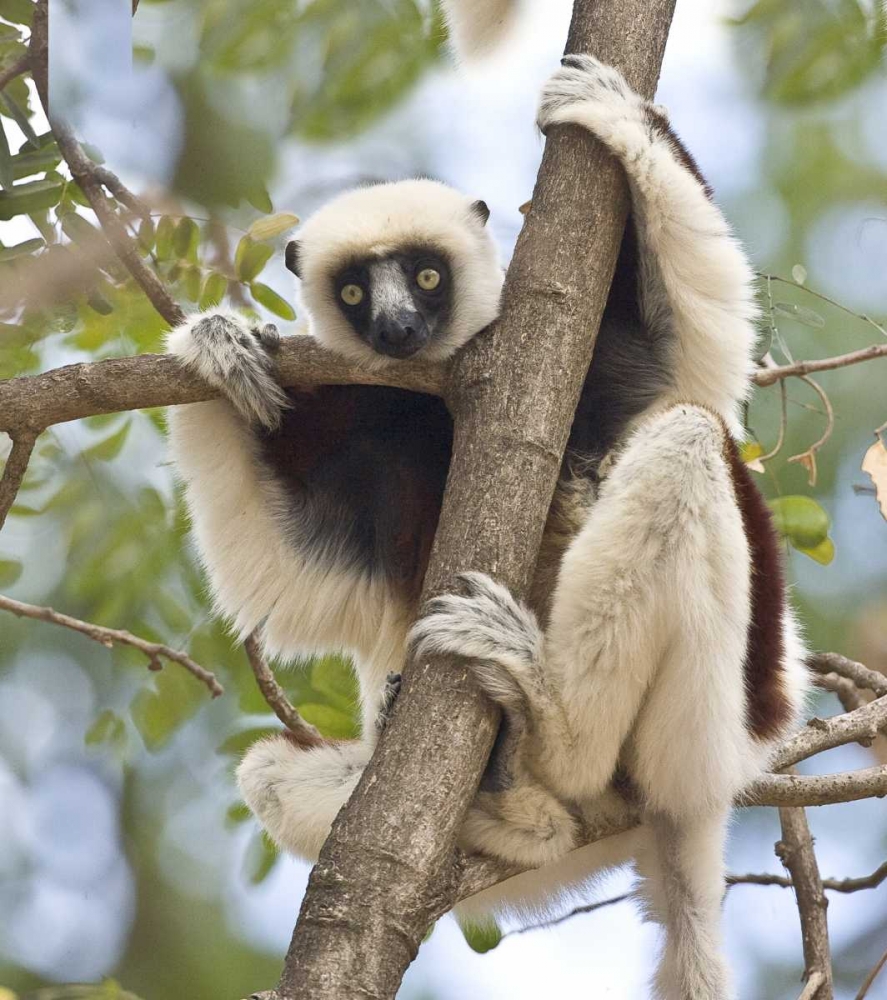 Madagascar Sifaka lemur perched in tree art print by Joanne Williams for $57.95 CAD