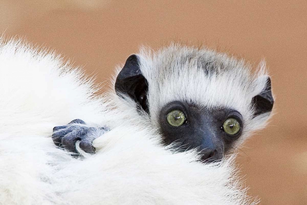 Madagascar Verreaus sifaka baby and mother art print by Joanne Williams for $57.95 CAD