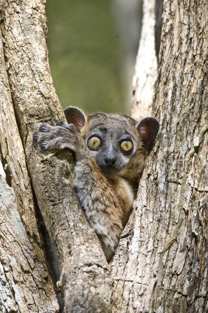 Madagascar White-footed sportive lemur in tree art print by Joanne Williams for $57.95 CAD