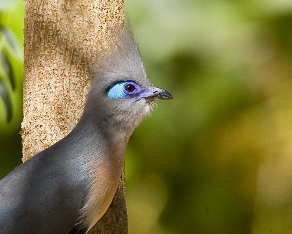 Madagascar Crested coua next to tree art print by Joanne Williams for $57.95 CAD