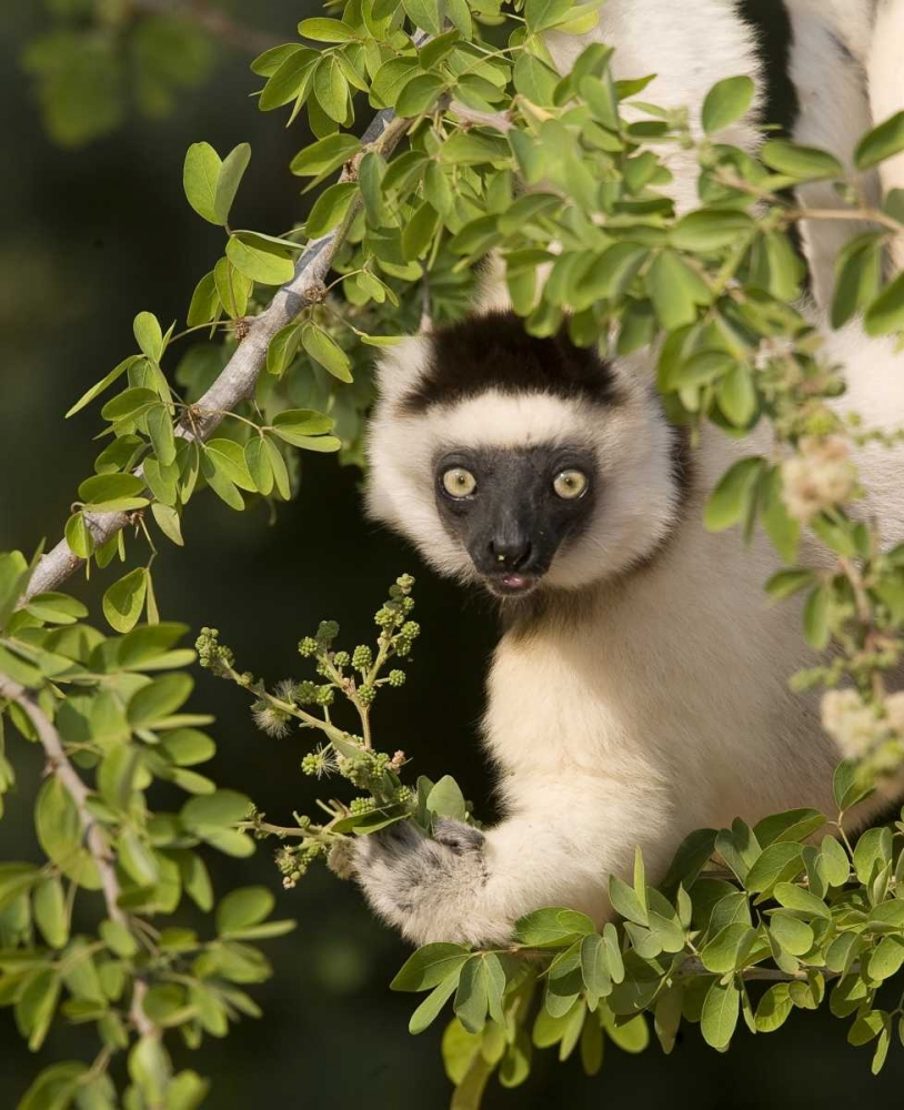 Madagascar Verreauxs sifaka hanging in tree art print by Joanne Williams for $57.95 CAD