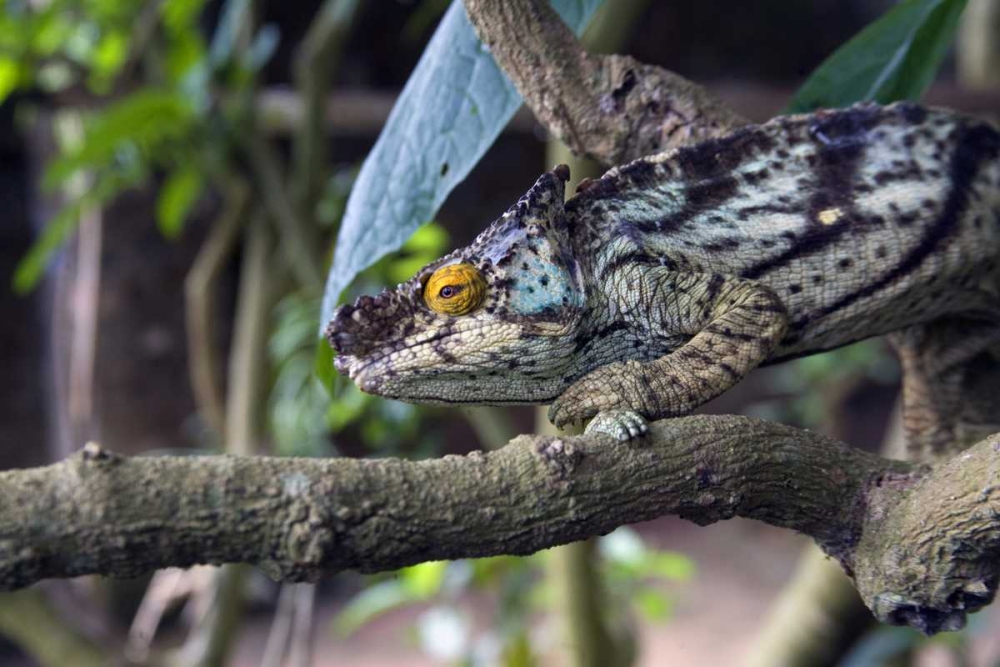 Madagascar Chameleon crawls on tree limb art print by Joanne Williams for $57.95 CAD