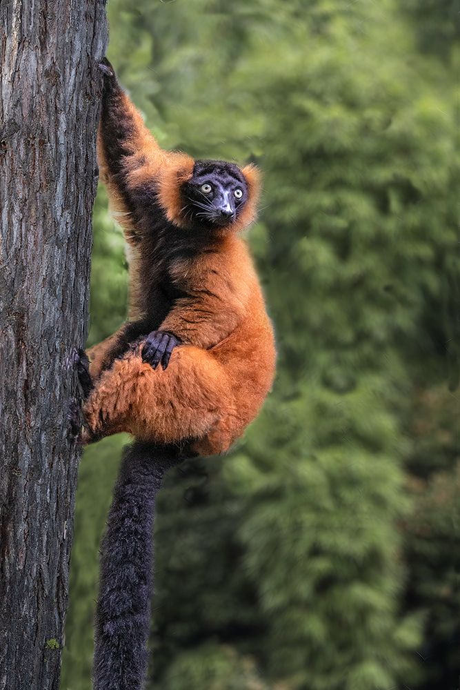 Madagascar Close-up of red-ruffed lemur on tree art print by Jaynes Gallery for $57.95 CAD