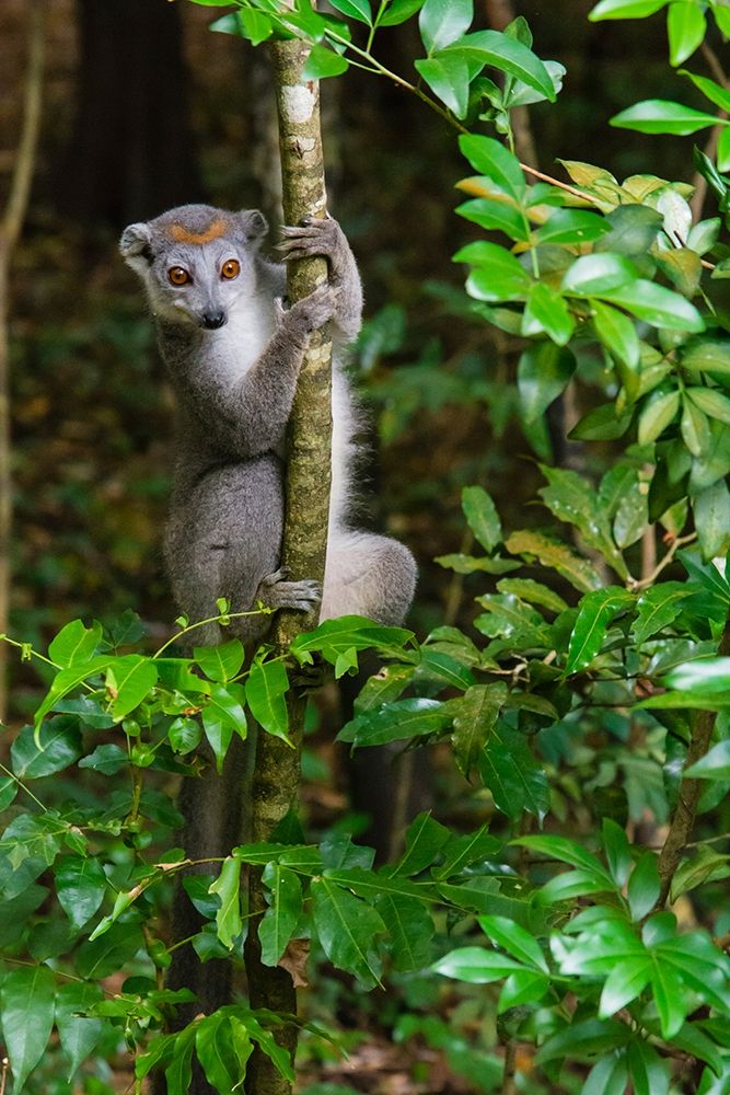 Madagascar-Ankarana-Ankarana Reserve Crowned lemur Curious lemur looks out of the forest art print by Inger Hogstrom for $57.95 CAD
