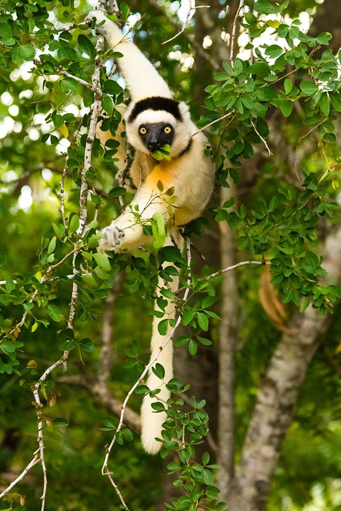 Madagascar-Berenty-Berenty Reserve Verreauxs sifaka eating leaves in a tree art print by Inger Hogstrom for $57.95 CAD