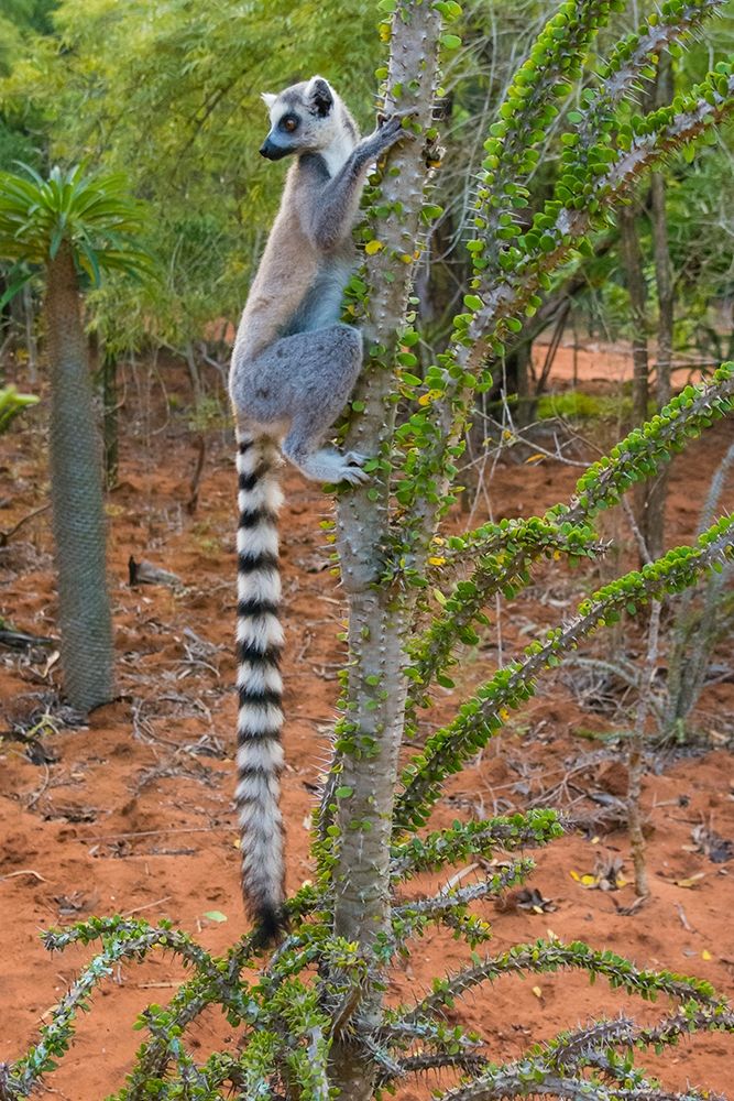 Madagascar-Berenty-Berenty Reserve Ring-tail lemur eating leaves from a Alluaudia procera tree art print by Inger Hogstrom for $57.95 CAD