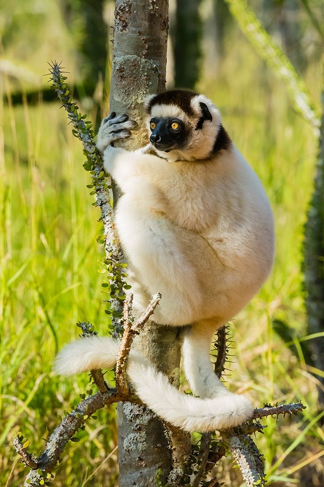 Madagascar-Berenty-Berenty Reserve Verreauxs sifaka in a Alluaudia procera tree art print by Inger Hogstrom for $57.95 CAD