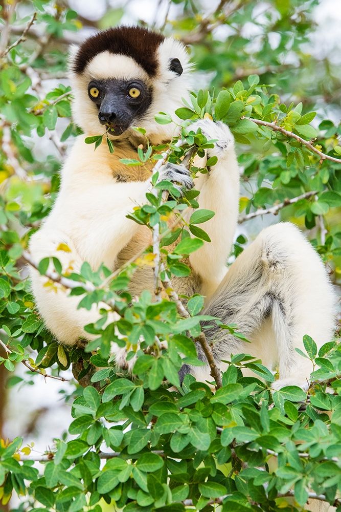 Madagascar-Berenty-Berenty Reserve Verreauxs sifaka eating leaves in a tree art print by Inger Hogstrom for $57.95 CAD