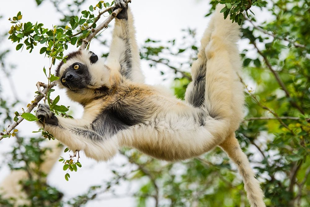 Madagascar-Berenty-Berenty Reserve Verreauxs sifaka eating leaves in a tree art print by Inger Hogstrom for $57.95 CAD