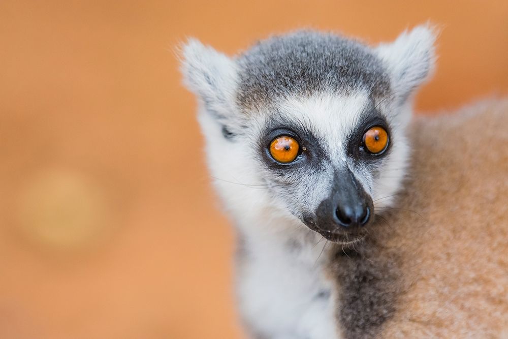 Madagascar-Berenty-Berenty Reserve Ring-tailed lemur art print by Inger Hogstrom for $57.95 CAD