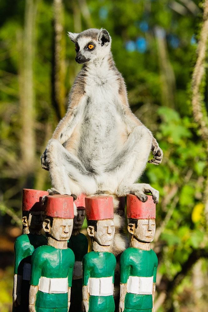 Madagascar-Berenty-Berenty Reserve Ring-tailed lemur warming itself in the morning sunshine art print by Inger Hogstrom for $57.95 CAD