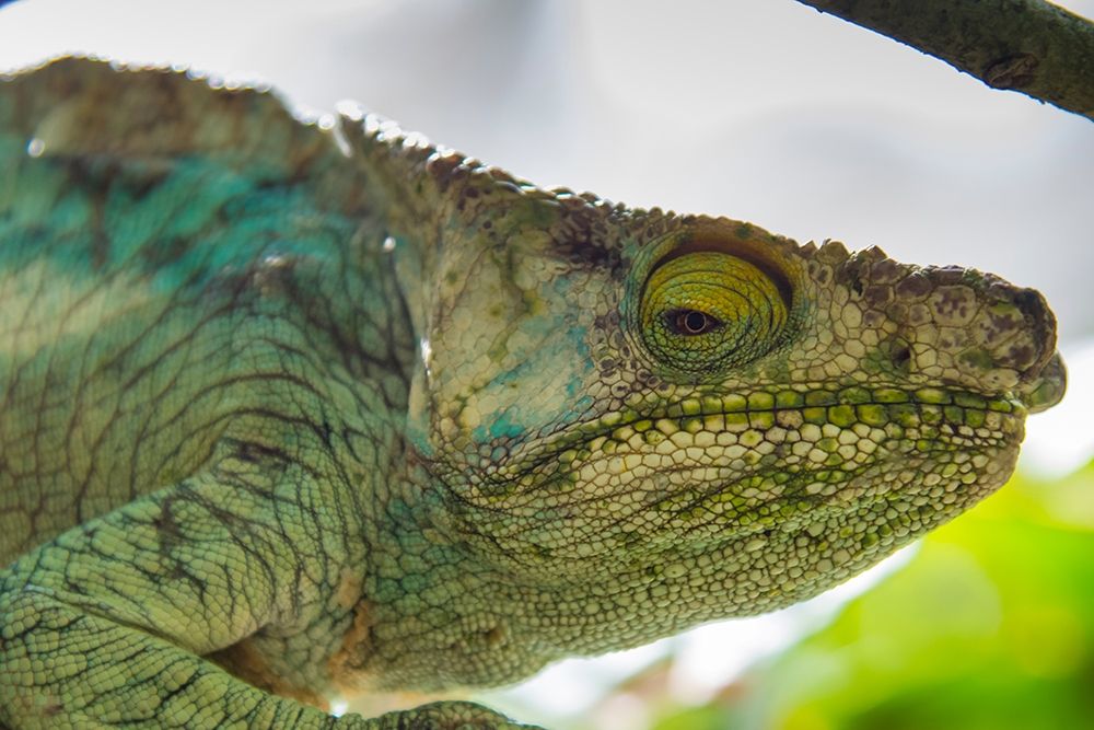 Madagascar-Marozevo-Peyrieras Reptile Farm Parsons chameleon art print by Inger Hogstrom for $57.95 CAD