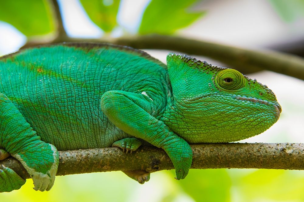 Madagascar-Marozevo-Peyrieras Reptile Farm Parsons chameleon art print by Inger Hogstrom for $57.95 CAD