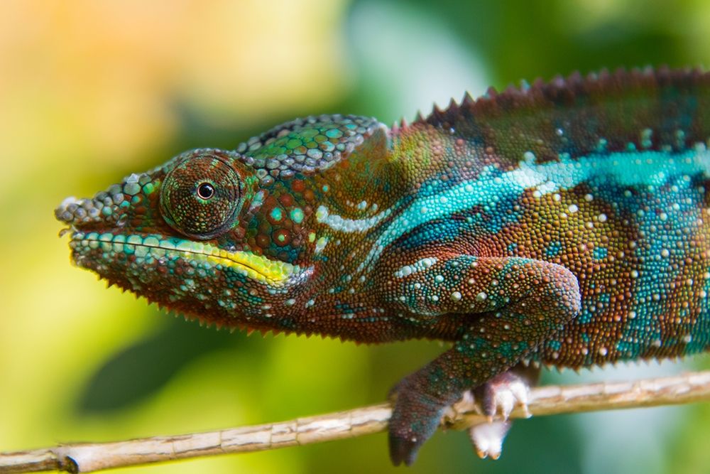 Madagascar-Marozevo Peyrieras Reptile Farm-panther chameleon art print by Inger Hogstrom for $57.95 CAD