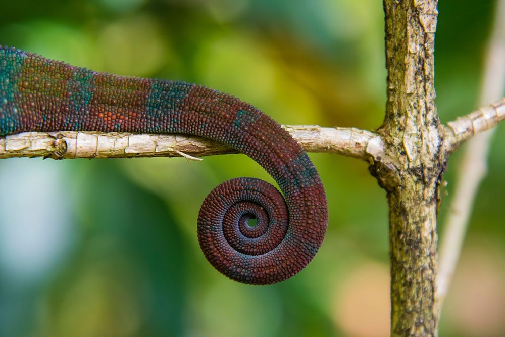 Madagascar-Marozevo-Peyrieras Reptile Farm Parsons chameleon art print by Inger Hogstrom for $57.95 CAD