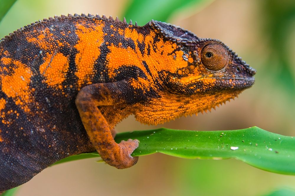 Madagascar-Marozevo Peyrieras Reptile Farm-panther chameleon Female of the species art print by Inger Hogstrom for $57.95 CAD